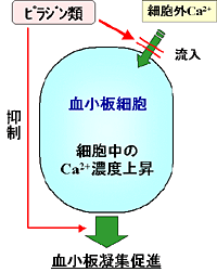 血小板凝集抑制作用のメカニズム