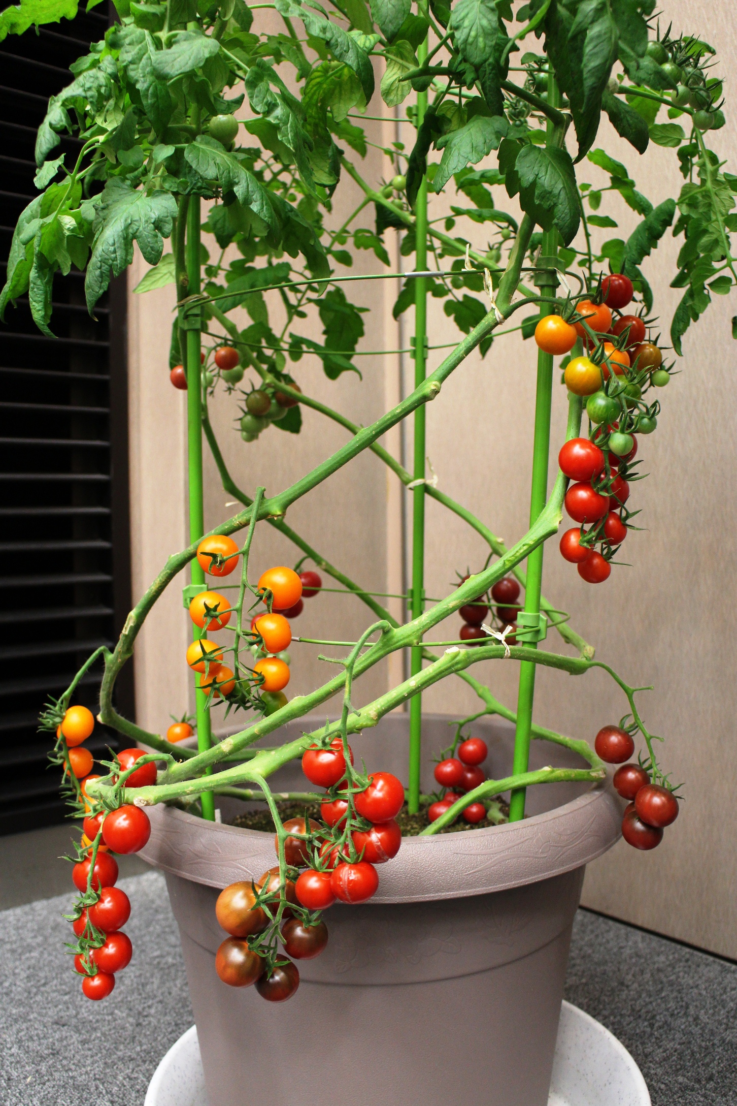カゴメ オリジナル品種家庭菜園用トマト苗を発売４色のカラーバリエーションでトマトの価値を提案 カゴメ株式会社