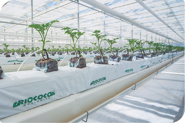 汎用ヤシガラ培地