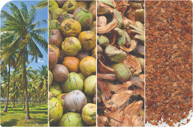 ヤシガラ培地とは？