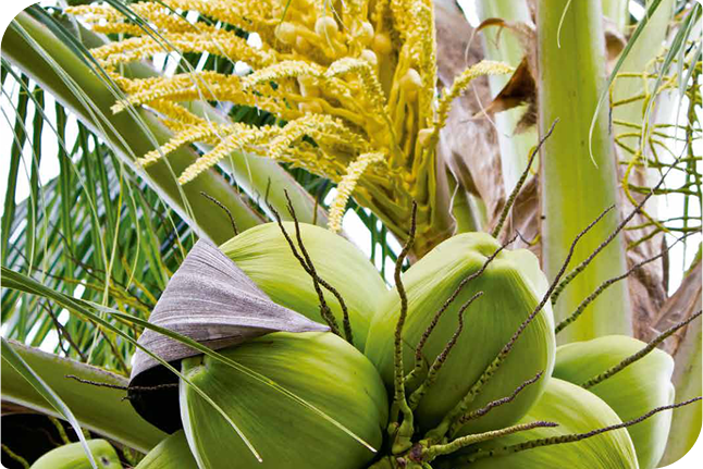 カゴメアグリフレッシュがヤシガラ培地を紹介する理由