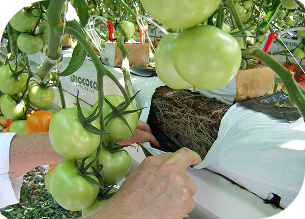 栽培イメージ 汎用ヤシガラ培地