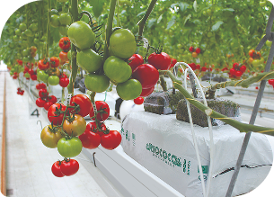 栽培イメージ 汎用ヤシガラ培地