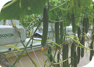 栽培イメージ 汎用ヤシガラ培地