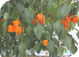 栽培イメージ 汎用ヤシガラ培地