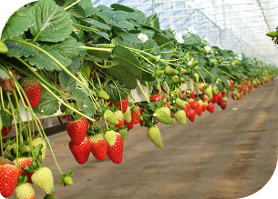 栽培イメージ イチゴ専用ヤシガラ培地