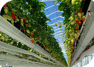 栽培イメージ イチゴ専用ヤシガラ培地