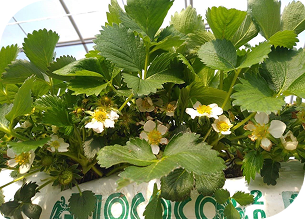 栽培イメージ イチゴ専用ヤシガラ培地