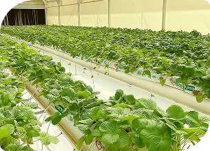 栽培イメージ イチゴ専用ヤシガラ培地