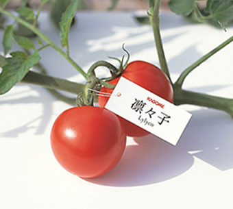 りりこわくわくプログラム