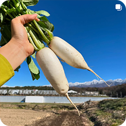 野菜の収穫体験