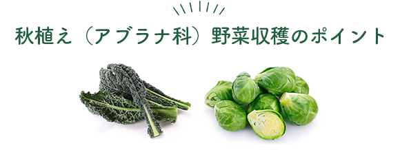 秋植え（アブラナ科）野菜収量アップのポイント