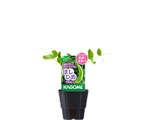ほしひめ ほしひめ