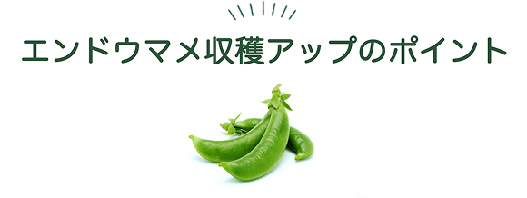 エンドウマメ収穫アップのポイント