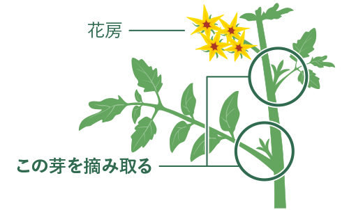 芽かき