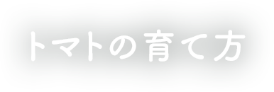 苗の育て方