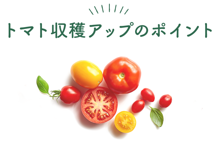 トマト収穫アップのポイント