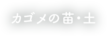 カゴメの苗・土