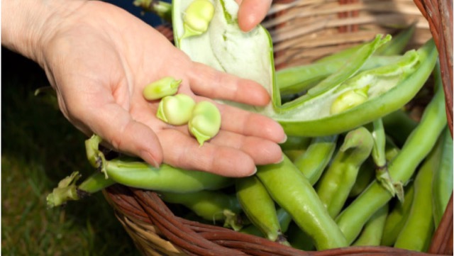 そら豆のオススメの食べ方 甘みを引き出す茹で方はコレ カゴメ株式会社