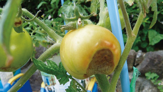 かんたん家庭菜園 プランターでトマト栽培 摘芯 病気対策 カゴメ株式会社