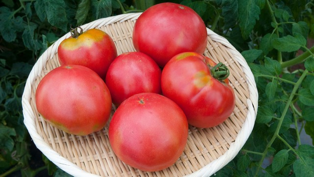 トマト栽培＆育て方！プランターで家庭菜園［収穫と土の再利用］