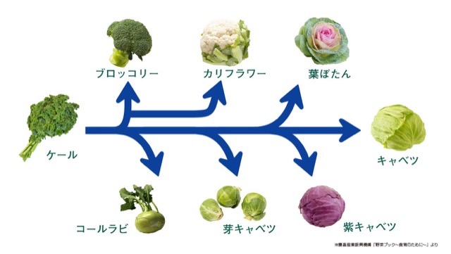 芽キャベツの栄養や下ごしらえ おいしいレシピをご紹介 カゴメ株式会社