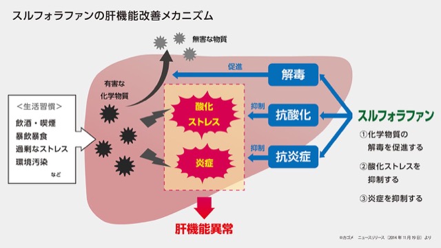 肝臓の防御機能を高め、肝機能を改善