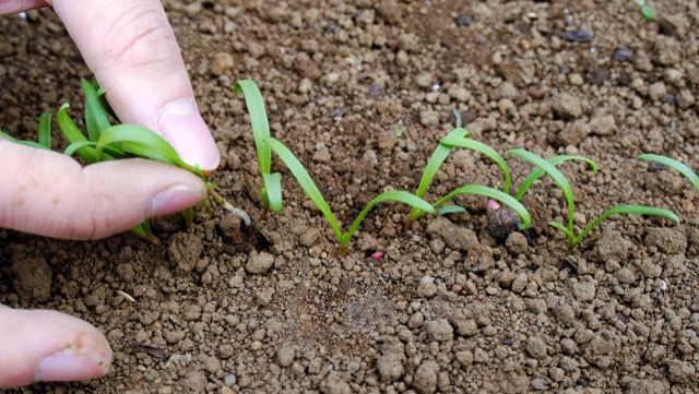 プランターで簡単家庭菜園 約1カ月で採れるほうれん草栽培 カゴメ株式会社