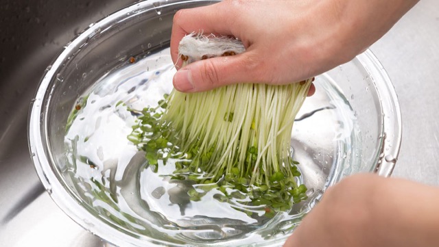 かいわれ大根・スプラウトの洗い方：根元部分を持って、水につけて振り洗い