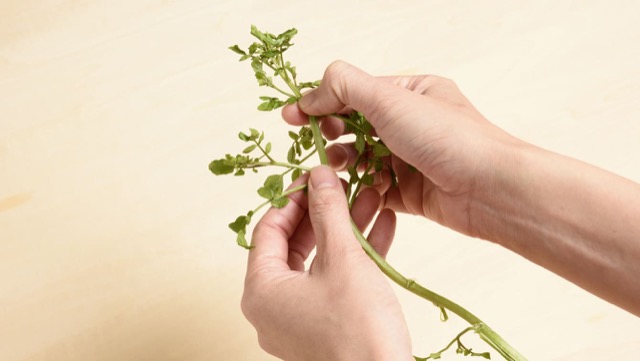 部位ごとの分け方1：葉が密集している部分のすぐ下を折って先端と茎を分ける