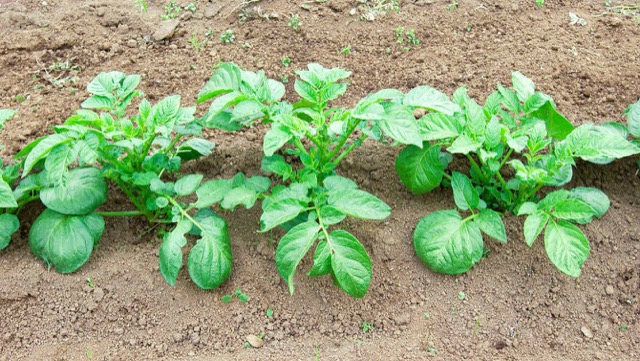 ［じゃがいも栽培］初心者のプランター家庭菜園！準備＆植付け編