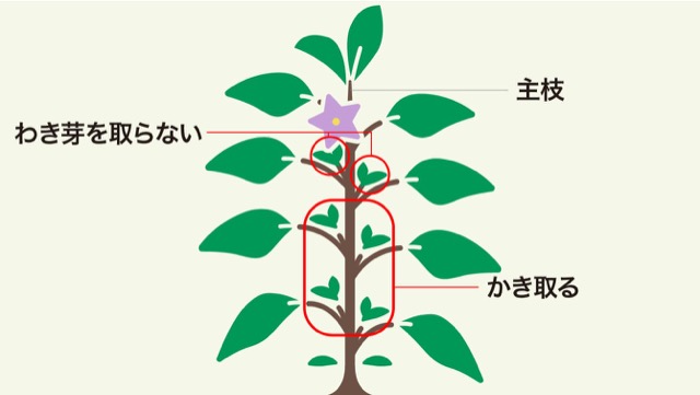 わき芽を取って整枝し3本仕立てにする