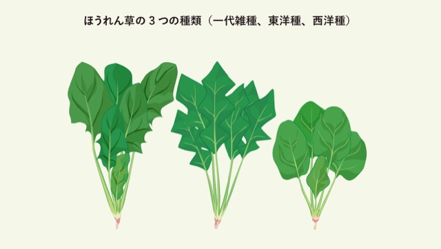 ほうれん草には3種類あり、葉の形と根元の色に特徴がある
