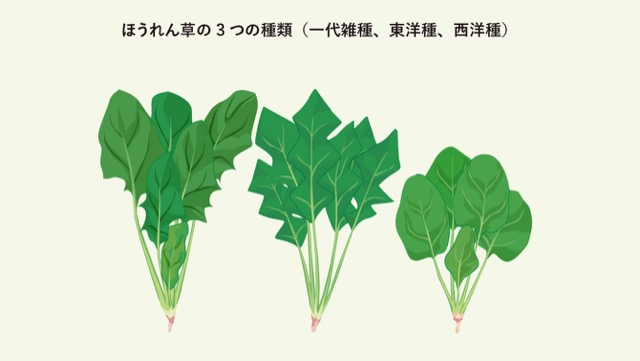 ほうれん草