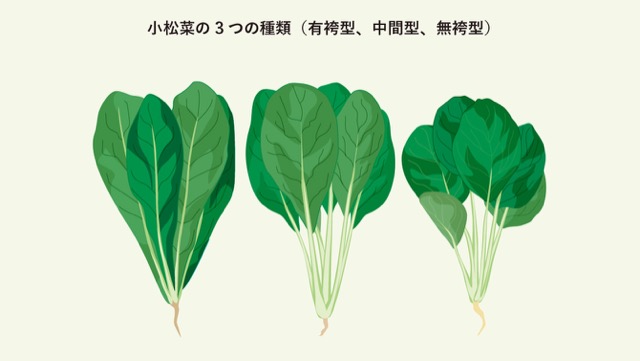 ほうれん草と小松菜の見分け方 そのポイントと 栄養の違い Vegeday ほうれん草と小松菜は いずれもよく見かけ ｄメニューニュース Nttドコモ