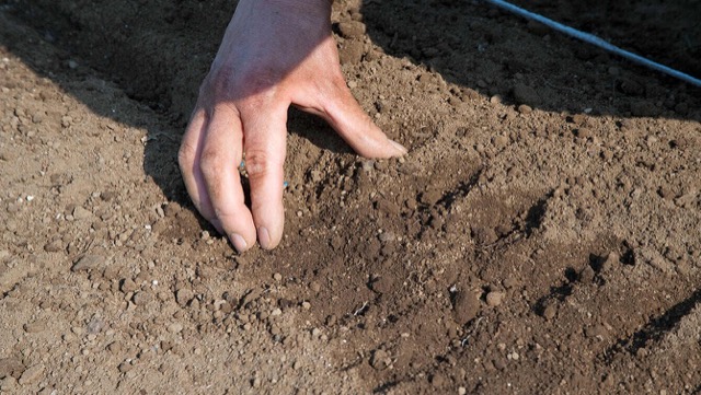すじまきで種をまいたら、両側から指でつまむように土をかける
