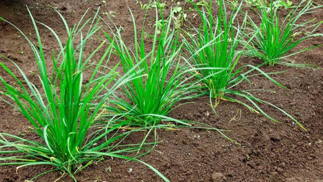 ニラの簡単プランター菜園 一度植えたら4 5年収穫可能 カゴメ株式会社