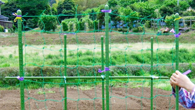 ゴーヤのプランター家庭菜園 暑さや病害虫に強く育てやすい カゴメ株式会社