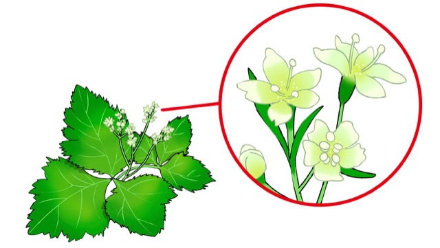 三つ葉の栄養や 花が咲く 3種類あるなど 意外な豆知識まとめ カゴメ株式会社
