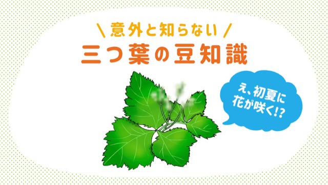 三つ葉の栄養や 花が咲く 3種類あるなど 意外な豆知識まとめ カゴメ株式会社