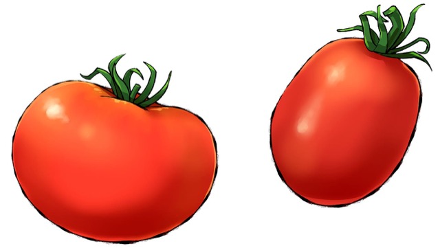 トマトには生食用、加工用などの品種がある