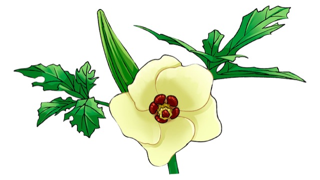 オクラは薄いクリーム色の大きな花が咲く