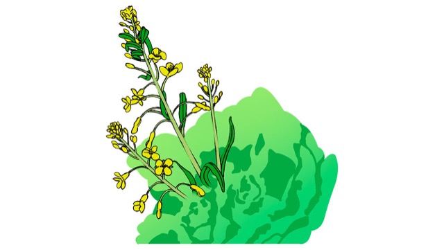 キャベツの花は菜の花のような形で黄色い