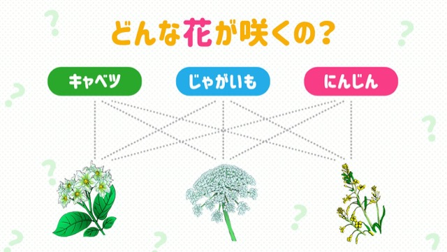 じゃがいもやネギ キャベツなど 定番野菜の花5選 カゴメ株式会社