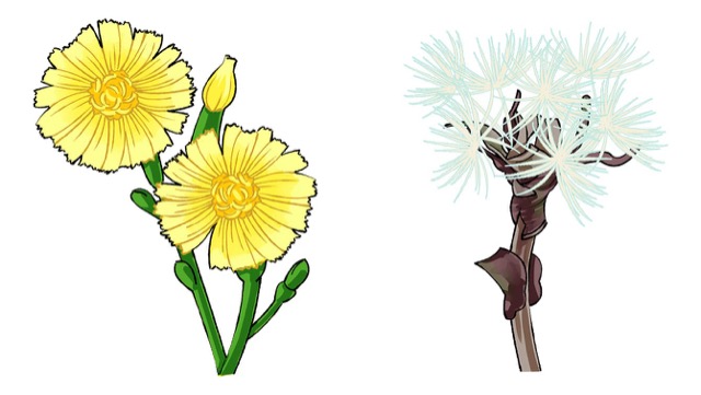 レタスの花はタンポポに似ており、綿帽子もできる