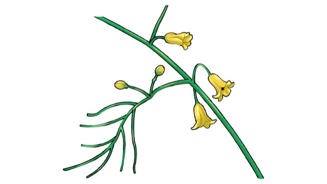 アスパラガスの花はスズランのような釣り鐘型