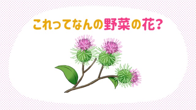 レタス ごぼう アスパラガスなど見る機会が少ない野菜の花6選 カゴメ株式会社