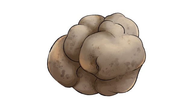 伊勢いもは山芋の一種で、球状で凹凸が多い