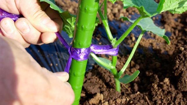 苗を植え付けたら茎にひもかけて誘引し、遊びを設けて仮支柱に結ぶ