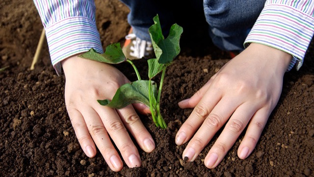 さし苗を下から3〜4節目までが埋まるように植え、根元を軽く手で押さえる
